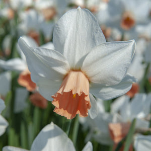 Pink Charm Cupped Narcissi