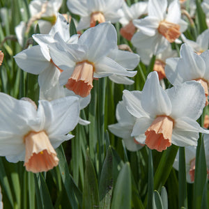 Pink Charm Cupped Narcissi