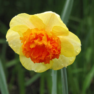 Coral Crown Cupped Narcissi