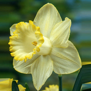 Lemon Shake Cupped Narcissi