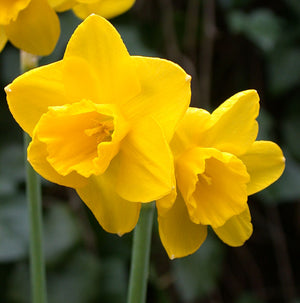 Quail Rock Garden Narcissi
