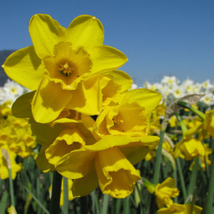 Quail Rock Garden Narcissi 