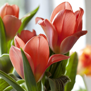 Oriental Beauty Greigii Tulip