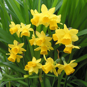 Tete a Tete Dwarf Narcissi