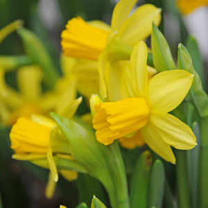 Tete a Tete Dwarf Narcissi 