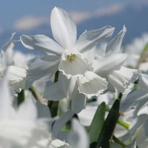 Thalia Rock Garden Narcissi