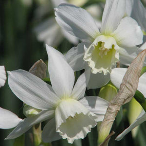 Thalia Rock Garden Narcissi