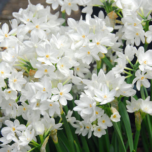 Paperwhite Ziva Indoor Narcissi