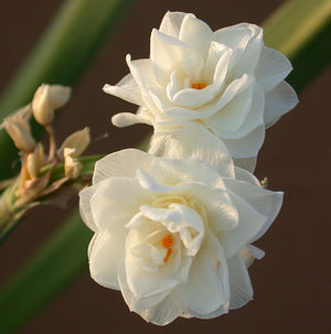 Paperwhite Erlicheer Indoor Narcissi