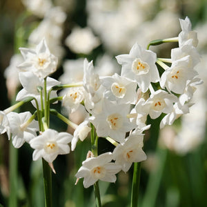 Paperwhite Inbal Indoor Narcissi