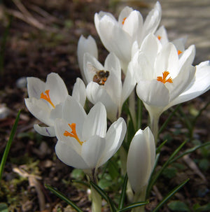 Snowstorm Large Flowering Crocus