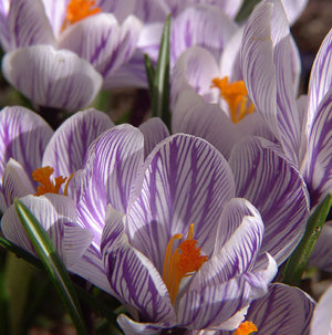 Striped Beauty Large Flowering Crocus