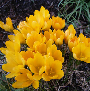 Yellow Mammoth Large Flowering Crocus