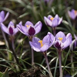 Spring Beauty Snow Crocus