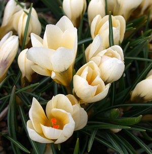 Cream Beauty Snow Crocus