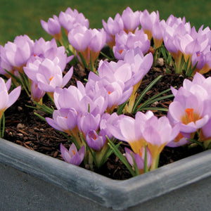 Firefly Snow Crocus