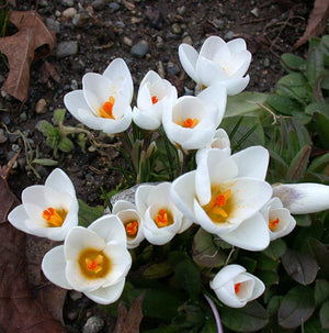 Snowbunting Snow Crocus