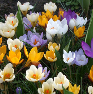 Snow Crocus Mix