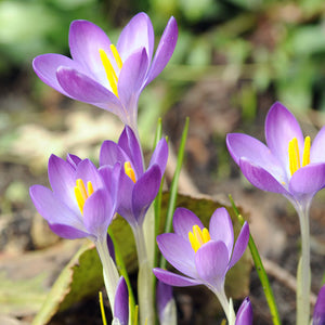 Whitewell Purple Snow Crocus