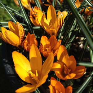 Orange Monarch Snow Crocus
