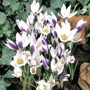 Lady Killer Snow Crocus