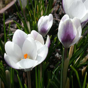 Lady Killer Snow Crocus