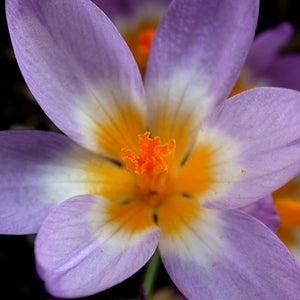 Tricolour Snow Crocus