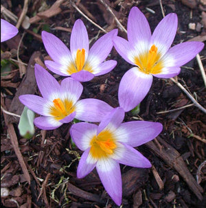 Tricolour Snow Crocus