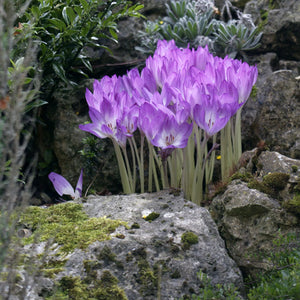 Colchicum 'The Giant' Fall Flowering Bulb