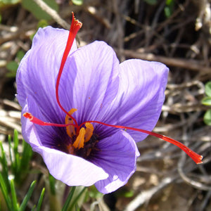Crocus sativus Fall Flowering Bulb 