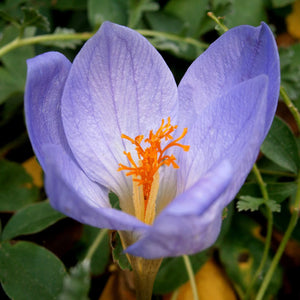 Crocus speciosus Fall Flowering Bulb