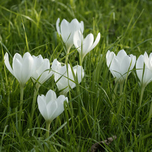 Colchicum autumnale album Fall Flowering Bulb