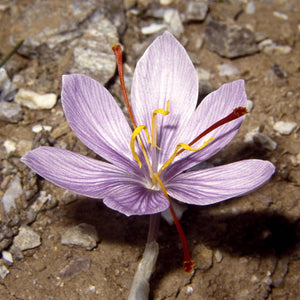Crocus Cartwrightianus Fall Flowering Bulb