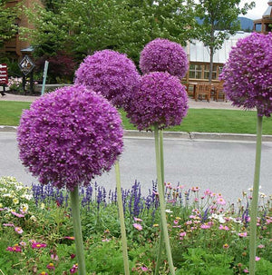 Allium giganteum