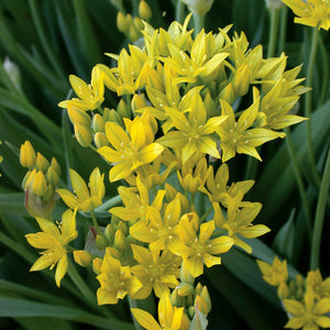 Allium moly luteum