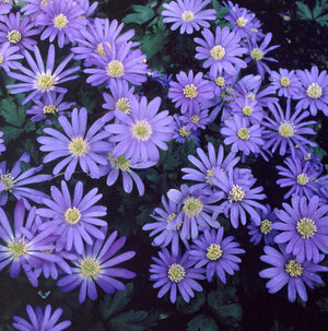 Anemone blanda 'Blue Star'
