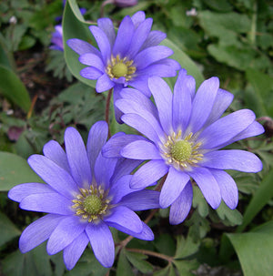Anemone blanda 'Blue Star'