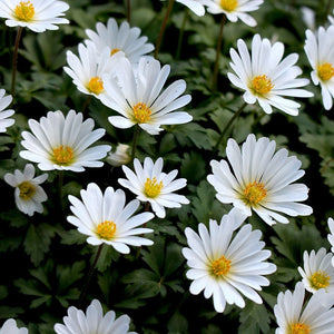 Anemone blanda 'White Splendour'