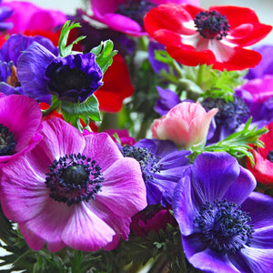 Anemone De Caen Mix