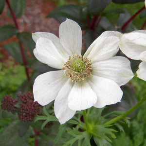 Anemone De Caen 'The Bride'
