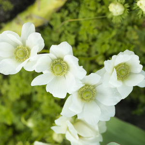 Anemone De Caen 'The Bride'