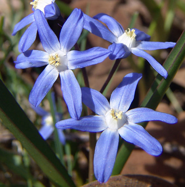 Chionodoxa forbesii - Botanus