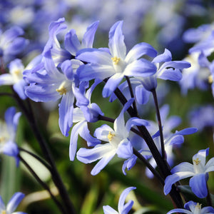 Chionodoxa forbesii