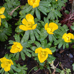 Eranthis hyemalis