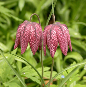 Fritillaria meleagris