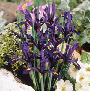 Iris reticulata 'J.S. Dijt'