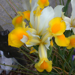 Iris 'Frozen Planet' syn. Iris reticulata 'Frozen Planet', Reticulate Iris  'Frozen Planet' in GardenTags plant encyclopedia