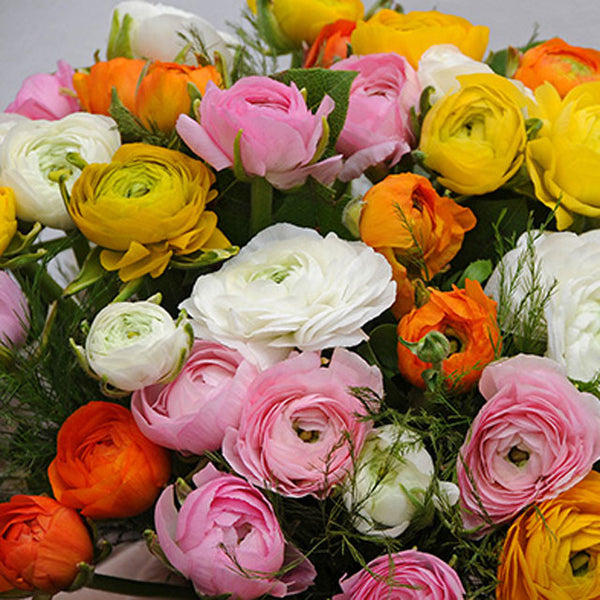 Ranunculus Mix - Botanus