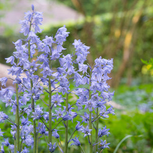 Spanish Bluebells 'Blue'