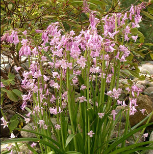Spanish Bluebells 'Pink' 